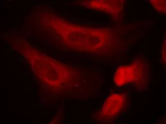 Anti-STAT1 (phospho Ser727) antibody used in Immunocytochemistry/ Immunofluorescence (ICC/IF). GTX50217