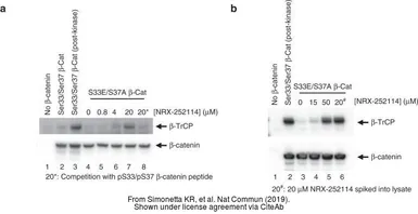 Anti-beta Catenin (phospho Ser33) antibody used in Western Blot (WB). GTX50255