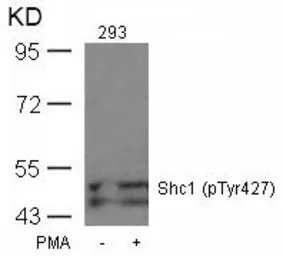 Anti-SHC1 (phospho Tyr317) antibody used in Western Blot (WB). GTX50326