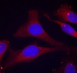Anti-SHP1 (phospho Tyr536) antibody used in Immunocytochemistry/ Immunofluorescence (ICC/IF). GTX50327
