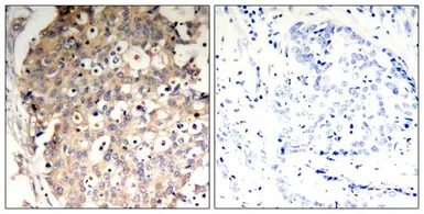 Anti-SHP1 (phospho Tyr536) antibody used in IHC (Paraffin sections) (IHC-P). GTX50327