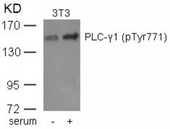 Anti-PLCG1 (phospho Tyr771) antibody used in Western Blot (WB). GTX50346