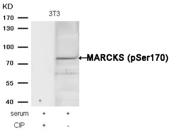 Anti-MARCKS (phospho Ser170) antibody used in Western Blot (WB). GTX50348