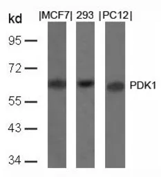 Anti-PDPK1 / PDK1 antibody used in Western Blot (WB). GTX50366