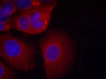 Anti-GSK3 alpha antibody used in Immunocytochemistry/ Immunofluorescence (ICC/IF). GTX50368
