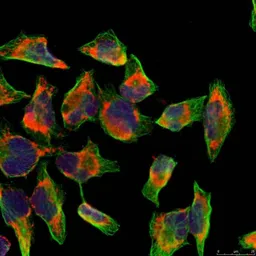 Anti-NFkB p100 antibody used in Immunocytochemistry/ Immunofluorescence (ICC/IF). GTX50375