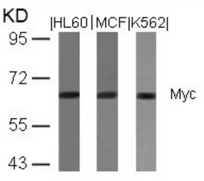 Anti-c-Myc antibody used in Western Blot (WB). GTX50395