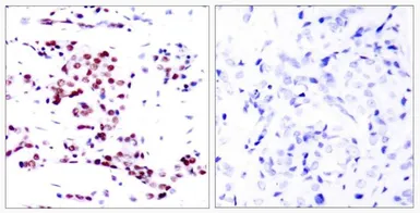 Anti-STAT5A antibody used in IHC (Paraffin sections) (IHC-P). GTX50405