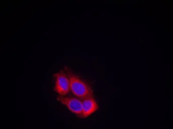 Anti-VEGF Receptor 2 antibody used in Immunocytochemistry/ Immunofluorescence (ICC/IF). GTX50432
