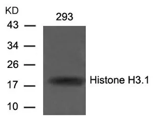 Anti-Histone H3.1 antibody used in Western Blot (WB). GTX50481