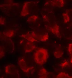 Anti-Hsp90 beta antibody used in Immunocytochemistry/ Immunofluorescence (ICC/IF). GTX50607
