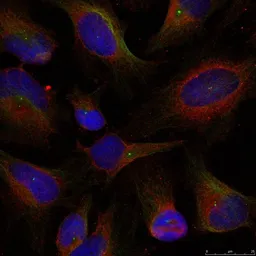 Anti-NFkB p100 antibody used in Immunocytochemistry/ Immunofluorescence (ICC/IF). GTX50610