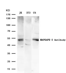 Anti-MAPKAPK-2 antibody used in Western Blot (WB). GTX50617