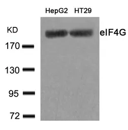 Anti-eIF4G antibody used in Western Blot (WB). GTX50653
