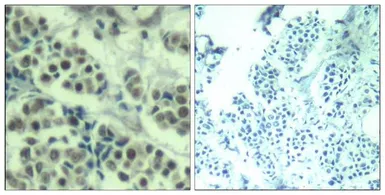 Anti-MDM2 antibody used in IHC (Paraffin sections) (IHC-P). GTX50670