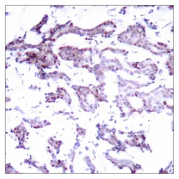 Anti-ELK1 antibody used in IHC (Paraffin sections) (IHC-P). GTX50691