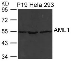 Anti-RUNX1 antibody used in Western Blot (WB). GTX50779