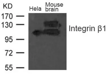 Anti-Integrin beta 1 / CD29 antibody used in Western Blot (WB). GTX50784