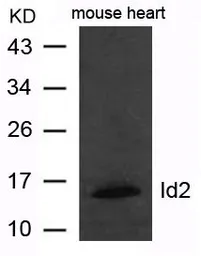 Anti-ID2 antibody used in Western Blot (WB). GTX50792