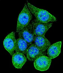 Anti-Rad9 (phospho Ser387) antibody used in Immunocytochemistry/ Immunofluorescence (ICC/IF). GTX50884