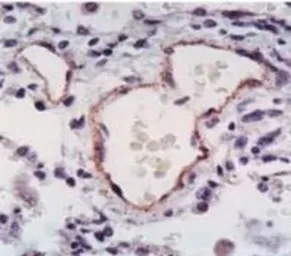 Anti-eNOS antibody used in IHC (Paraffin sections) (IHC-P). GTX50892