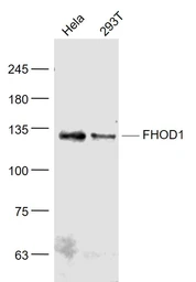 Anti-FHOD1 antibody used in Western Blot (WB). GTX51345