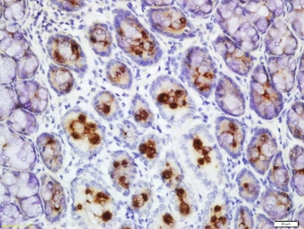 Anti-FCGBP antibody used in IHC (Paraffin sections) (IHC-P). GTX51347