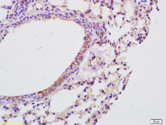 Anti-IL9 antibody used in IHC (Paraffin sections) (IHC-P). GTX51537