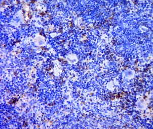 Anti-TREML1 antibody used in IHC (Paraffin sections) (IHC-P). GTX51550