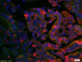 Anti-LONP1 antibody used in IHC (Paraffin sections) (IHC-P). GTX51596