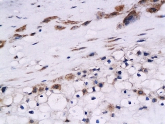 Anti-Cystatin B antibody used in IHC (Paraffin sections) (IHC-P). GTX51631