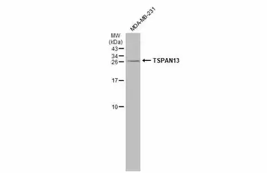 Anti-TSPAN13 antibody used in Western Blot (WB). GTX52155