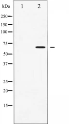 Anti-AMPK alpha 1 (phospho Thr183) + AMPK alpha 2 (phospho Thr172) antibody used in Western Blot (WB). GTX52341