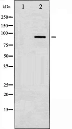 Anti-PKC-pan antibody used in Western Blot (WB). GTX52352
