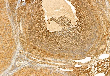 Anti-AHR antibody used in IHC (Paraffin sections) (IHC-P). GTX52358