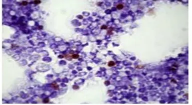 Anti-4-1BBL / CD137L antibody [MAB0875] used in IHC (Frozen sections) (IHC-Fr). GTX52451