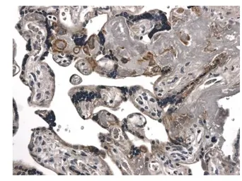 Anti-Fas antibody [12J3] used in IHC (Paraffin sections) (IHC-P). GTX52493