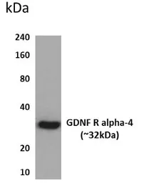 Anti-GFR alpha 4 antibody [3P34] used in Western Blot (WB). GTX52764