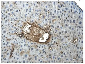 Anti-c-Kit antibody [9D2] used in IHC (Paraffin sections) (IHC-P). GTX53117