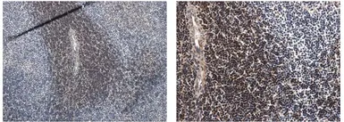 Anti-CD3 antibody [3B19] used in IHC (Paraffin sections) (IHC-P). GTX53118