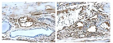 Anti-TIE2 antibody [MAB0807] used in IHC (Paraffin sections) (IHC-P). GTX53138