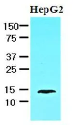 Anti-L-FABP antibody [2G4] used in Western Blot (WB). GTX53712