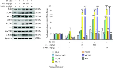 Anti-GCLM antibody [AT2D12] used in Western Blot (WB). GTX53719