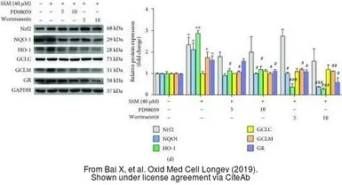 Anti-GCLM antibody [AT2D12] used in Western Blot (WB). GTX53719