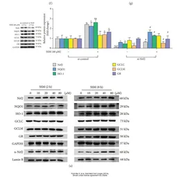 Anti-GCLM antibody [AT2D12] used in Western Blot (WB). GTX53719