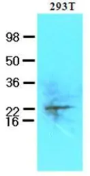 Anti-UBE2S antibody [AT2C12] used in Western Blot (WB). GTX53797