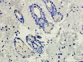 Anti-Mannose Receptor antibody used in IHC (Paraffin sections) (IHC-P). GTX53806