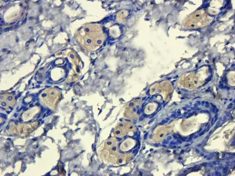 Anti-Mannose Receptor antibody used in IHC (Paraffin sections) (IHC-P). GTX53806