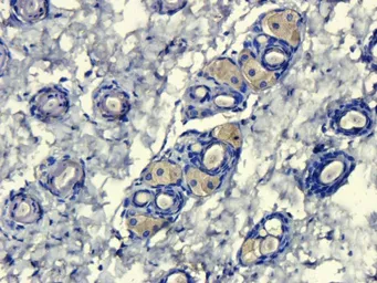 Anti-Mannose Receptor antibody used in IHC (Paraffin sections) (IHC-P). GTX53806