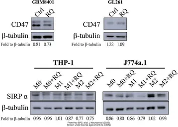 Anti-CD47 antibody used in Western Blot (WB). GTX53912